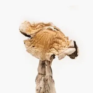 Amazonian Mushroom