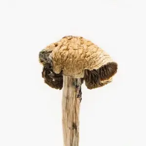Brazilian Magic Mushroom