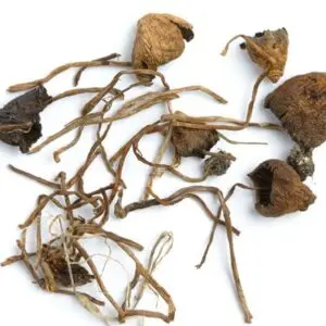 Liberty Cap Mushroom