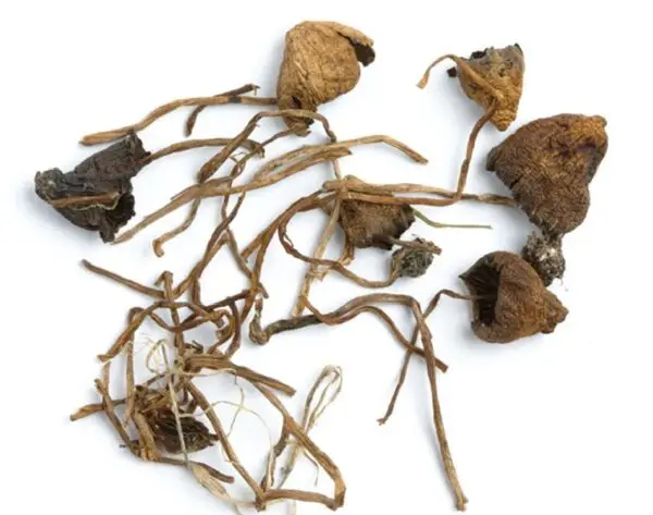Liberty Cap Mushroom