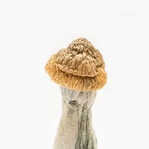 Penis Envy Mushroom