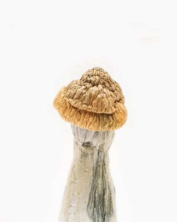 Penis Envy Mushroom